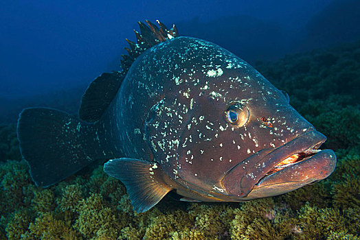 微暗,石斑鱼,圣马利亚,亚速尔群岛,葡萄牙,欧洲