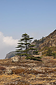 高山草甸