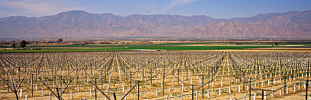 葡萄园,白色,防护,袖子,前景,绿色,地点,山,山谷,加利福尼亚,美国