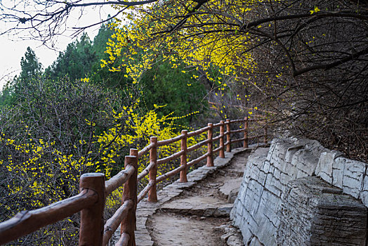 佛慧山连翘花