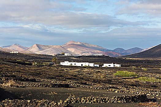 洗,建筑,围绕,葡萄园,防护,石墙,暗色,火山岩,土地,火山地貌,兰索罗特岛,加纳利群岛