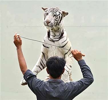 动物园管理员,培训,白色,孟加拉虎
