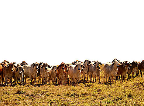 菜牛,牧群,母牛,隔绝,背景
