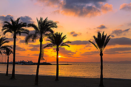 马略卡岛,阿雷纳尔,海滩,日落,靠近,帕尔马,巴利阿里群岛,西班牙