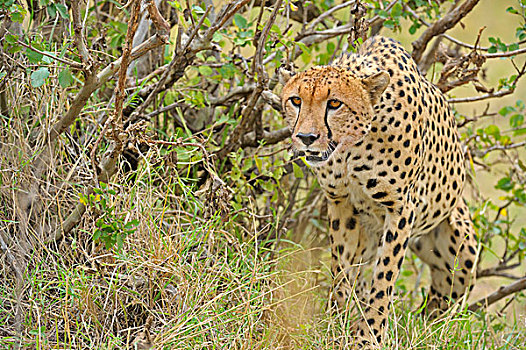 尾随,印度豹,猎豹,马赛马拉国家保护区,肯尼亚,非洲