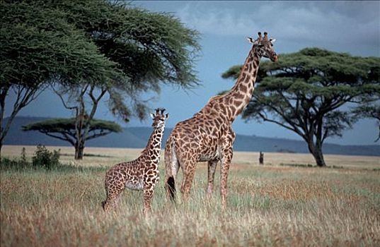 长颈鹿,禁猎区,肯尼亚