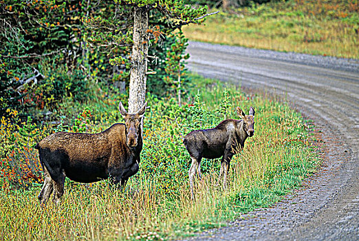 母牛,驼鹿,幼兽,树林,服务,道路,不列颠哥伦比亚省,加拿大
