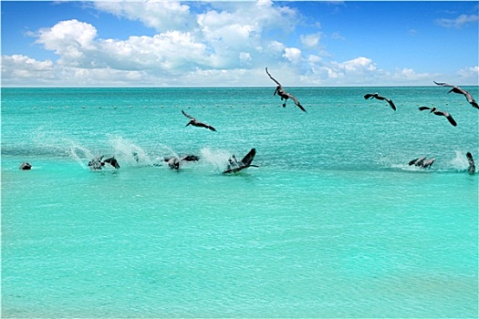 加勒比,鹈鹕,青绿色,海滩,热带,海洋