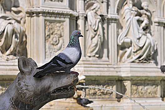 鸽子,喷泉,喜悦,坎波广场,锡耶纳,意大利