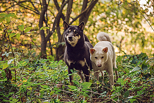 两个,不同,色彩,柴犬,狗,家犬,树林,瑞士,欧洲