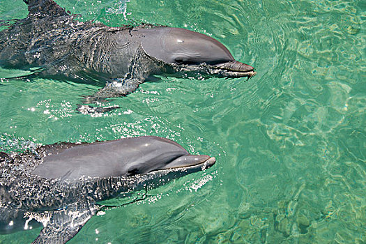 洪都拉斯,海湾群岛,钥匙,一对,宽吻海豚,大幅,尺寸