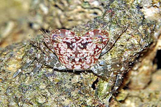 小厚纹蟹