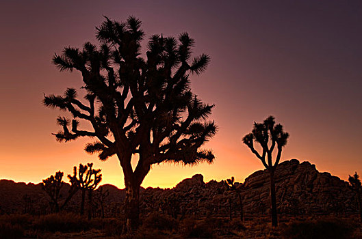 约书亚树国家公园,日落,加利福尼亚,美国
