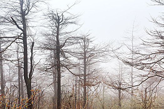 雾中的树干
