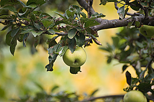 苹果,树上