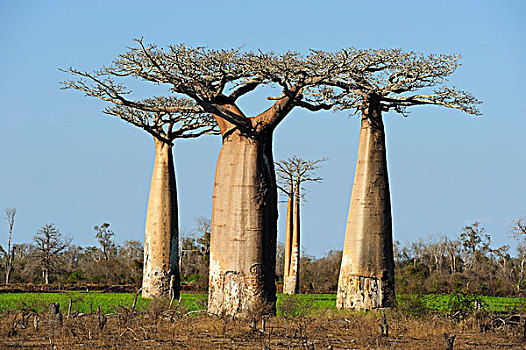 多,猴面包树,穆龙达瓦,马达加斯加,非洲