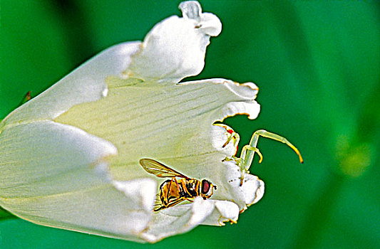 蟹蛛,蜜蜂,旋花,花,山,不列颠哥伦比亚省,加拿大