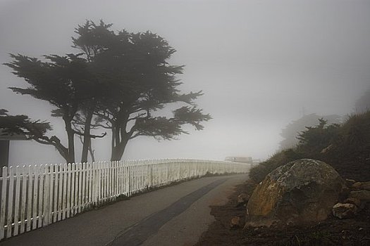 路边,雾,北加利福尼亚,美国