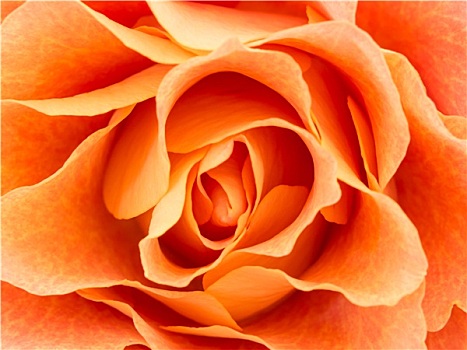 特写,浅色,橙色,玫瑰
