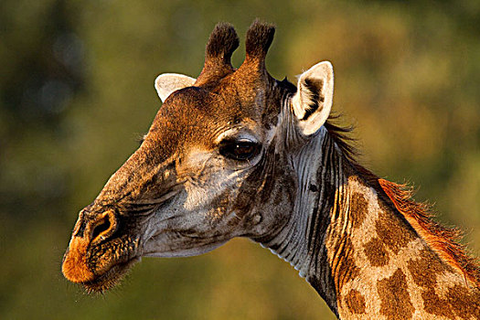 长颈鹿,肖像,克鲁格国家公园,非洲
