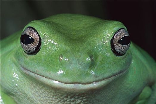 树蛙,肖像,卡卡杜国家公园,澳大利亚