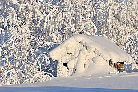 雪,木屋,冬天,库萨莫,芬兰