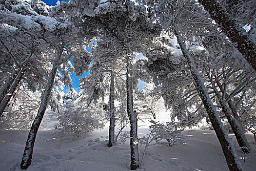 黄山雪景