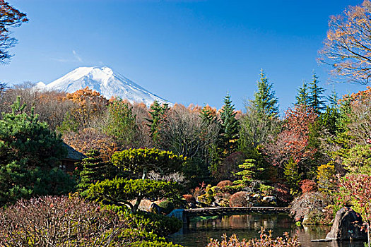 富士山,花园,日本