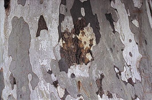 树皮,悬铃木,德国,欧洲