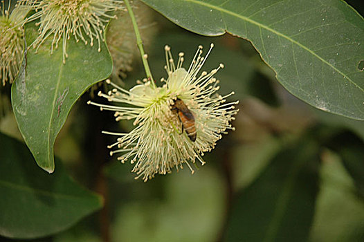 蜜蜂,收集,花蜜,花,孟加拉,2007年