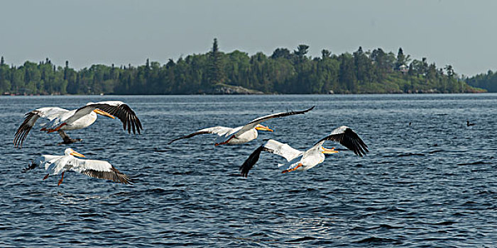 鹈鹕,飞跃,湖,木头,安大略省,加拿大