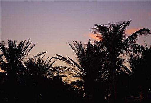 剪影,棕榈树,迈阿密,佛罗里达,美国