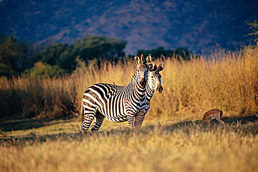 两个,斑马,站立,草地,禁猎区,南非