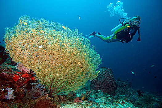 珊瑚,礁石,布尔戈斯,南方,菲律宾,亚洲