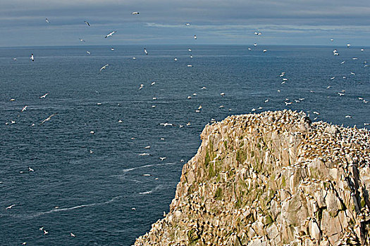 北方,塘鹅,飞行,巢,悬崖,岛屿,爱尔兰,欧洲