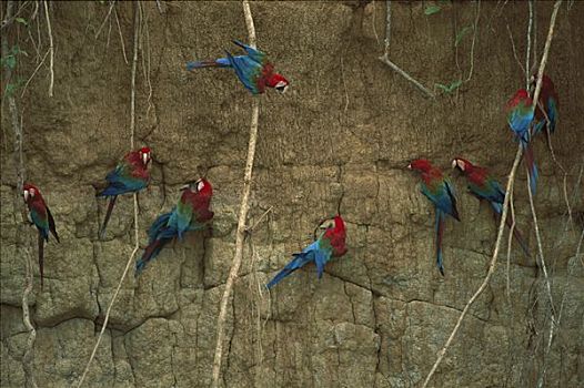 红绿金刚鹦鹉,绿翅金刚鹦鹉,成群,进食,河,玛努国家公园,秘鲁