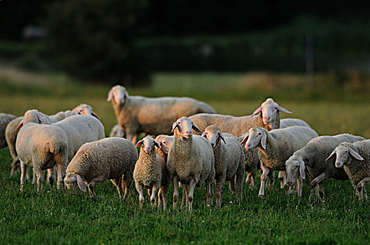 羊群,站立,草场