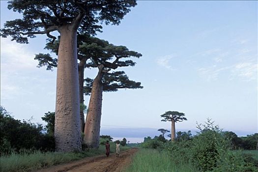 马达加斯加,区域,穆龙达瓦,滑雪道,猴面包树