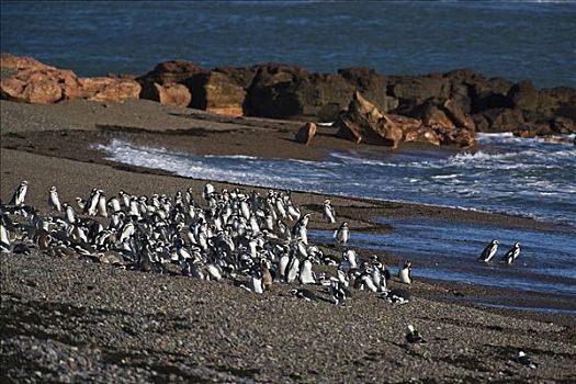 企鹅,小蓝企鹅,大西洋,巴塔哥尼亚,东海岸,阿根廷,南美
