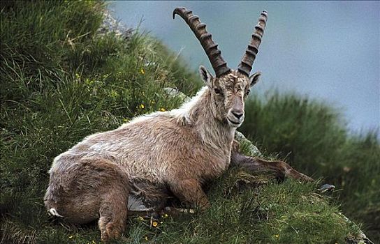 阿尔卑斯野山羊,羱羊,哺乳动物,草地,山,动物