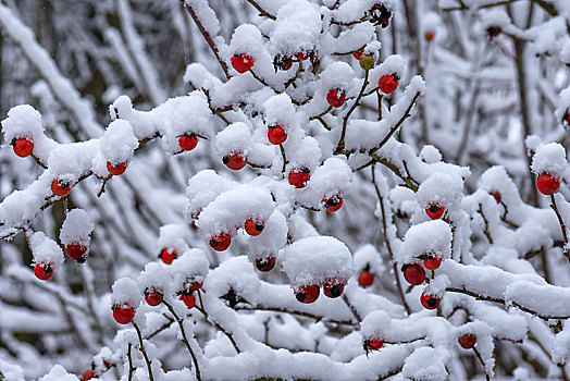 雪,蔷薇,红玫瑰,冬天,巴伐利亚,德国,欧洲