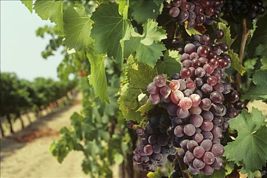 酿红酒用葡萄,葡萄园,希腊