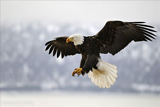 白头鹰,海雕属,雕,降落,肯奈半岛,阿拉斯加,美国