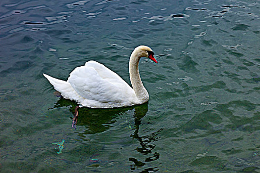 瑞士卢塞恩湖里的天鹅
