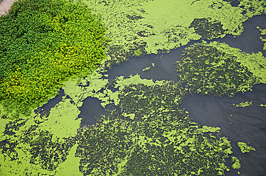 河面上的水藻
