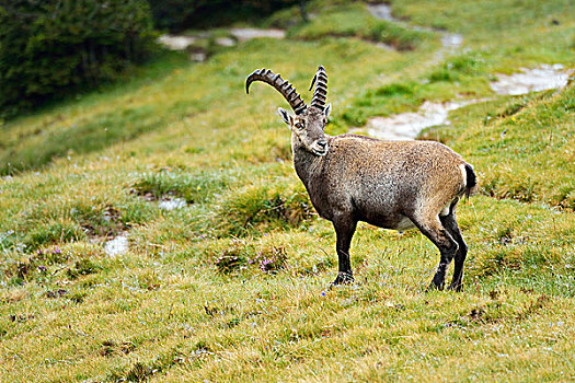 阿尔卑斯野山羊,伯恩高地,瑞士,欧洲