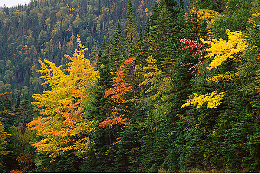 山谷,格罗莫讷国家公园,纽芬兰,加拿大