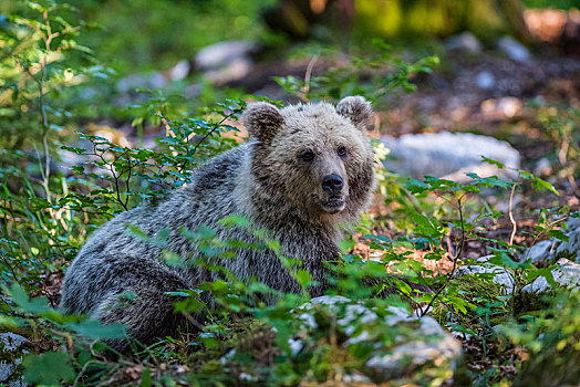 欧洲,棕熊,小动物,树林,区域,斯洛文尼亚