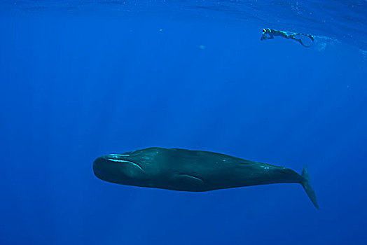 抹香鲸,潜水,加勒比海,多米尼克