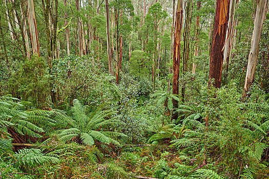 树林,蕨类,树,奥特韦国家公园,维多利亚,澳大利亚,大洋洲